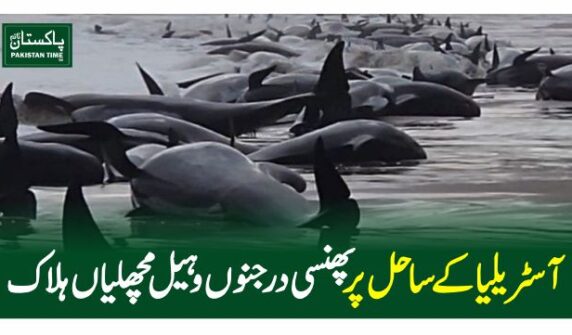 whales