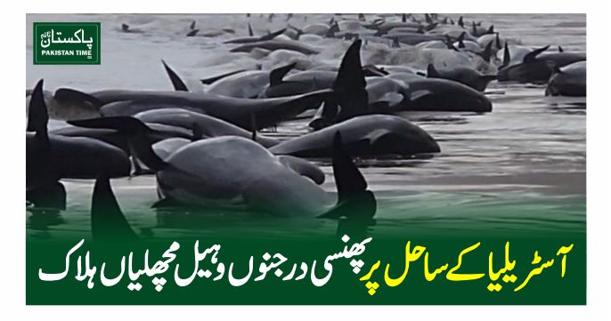 whales