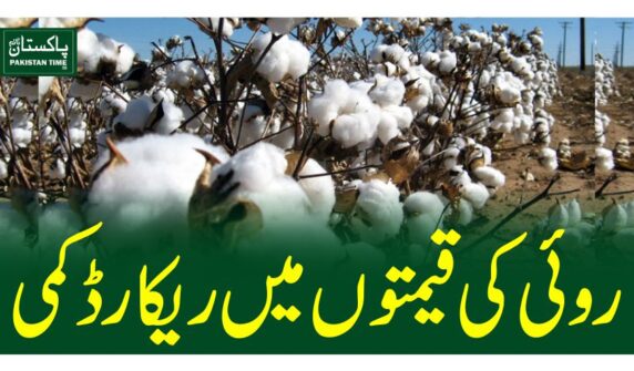 روئی کی قیمتوں میں ریکارڈ کمی