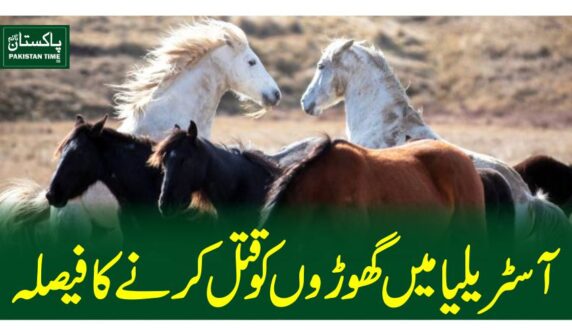 آسٹریلیا میں گھوڑوں کو قتل کرنے کا فیصلہ
