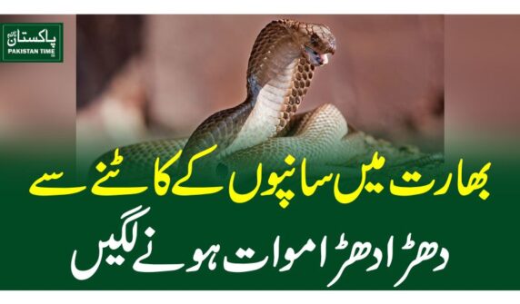 بھارت میں سانپوں کے کاٹنے سے دھڑا دھڑ اموات ہونے لگیں