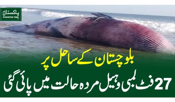 بلوچستان کے ساحل پر 27 فٹ لمبی وہیل مردہ حالت میں پائی گئی