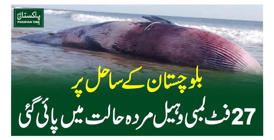 بلوچستان کے ساحل پر 27 فٹ لمبی وہیل مردہ حالت میں پائی گئی