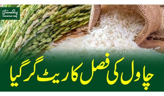 چاول کی فصل کا ریٹ گرگیا