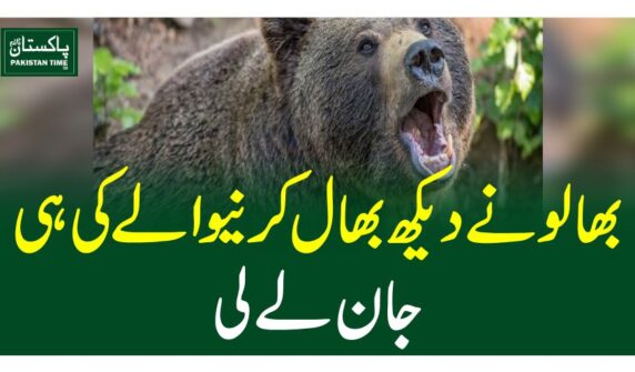 بھالو نے دیکھ بھال کرنیوالے کی ہی جان لے لی