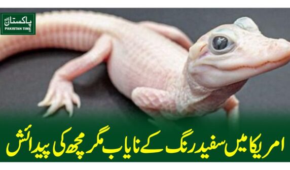 امریکا میں سفید رنگ کے نایاب مگرمچھ کی پیدائش