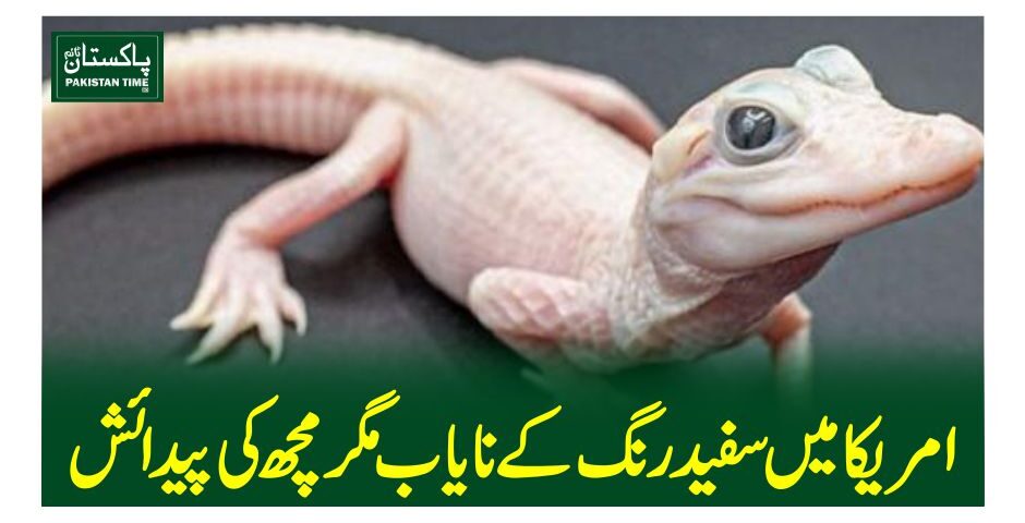 امریکا میں سفید رنگ کے نایاب مگرمچھ کی پیدائش