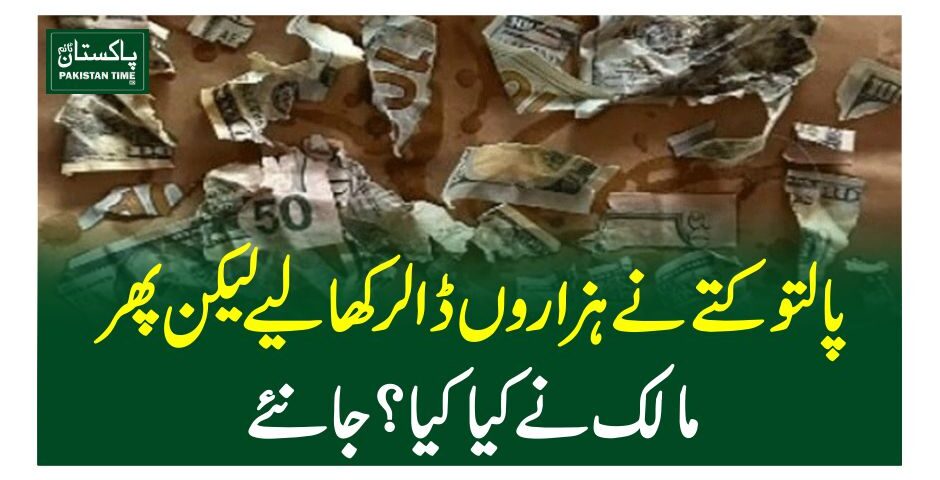 پالتو کتے نے ہزاروں ڈالر کھا لیے لیکن پھر مالک نے کیا کیا؟ جانئے