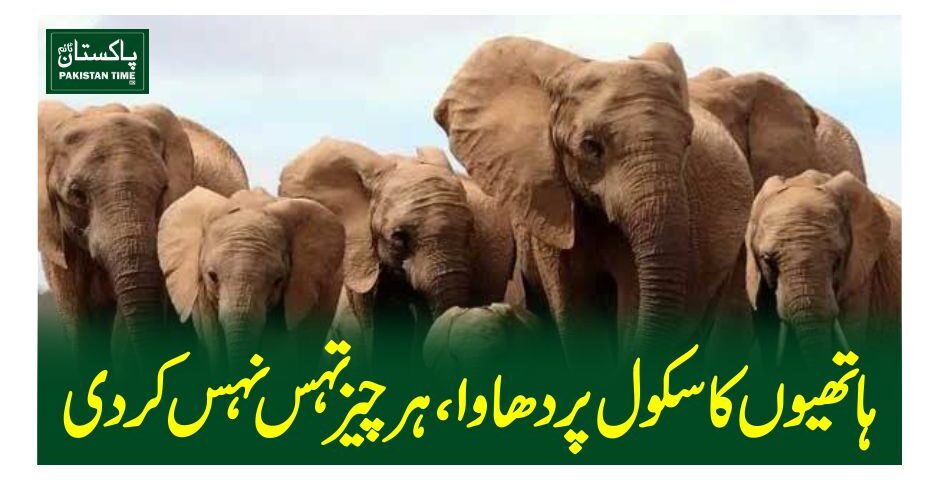 ہاتھیوں کا سکول پر دھاوا، ہر چیز تہس نہس کردی