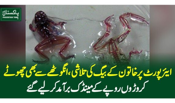 ایئرپورٹ پر خاتون کے بیگ کی تلاشی، انگوٹھے سے بھی چھوٹے کروڑوں  روپے کے مینڈک برآمدکرلیے گئے