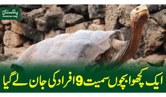ایک کچھوا بچوں سمیت 9افراد کی جان لے گیا